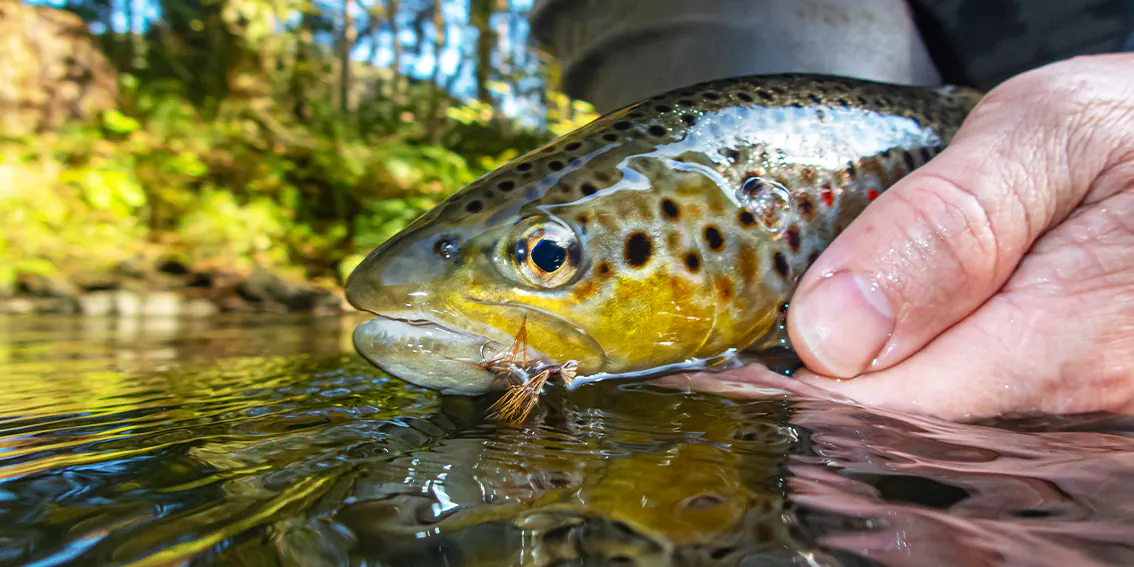 frederic steffan xtreme pyrenea fishing moniteur guide de peche a la mouche seche dans les pyrenees atlantiques 64 gave oloron navarenx gave du saison tardets les nives saint jean pied de port hautes pyrenees 65 gave de pau argeles gazost lourdes saint lary arreau luz saint sauveur cauterets