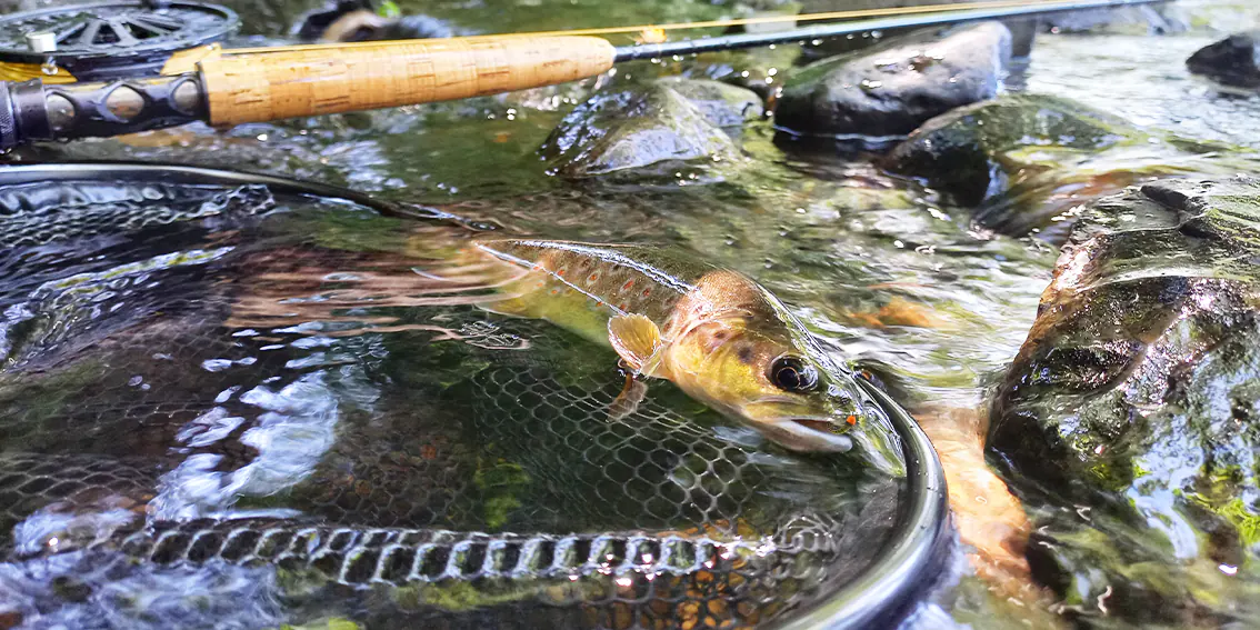 frederic steffan xtreme pyrenea fishing moniteur guide de peche nymphe au fil dans les pyrenees atlantiques 64 gave oloron navarenx gave du saison tardets les nives saint jean pied de port hautes pyrenees 65 gave de pau argeles gazost lourdes saint lary arreau luz saint sauveur cauterets