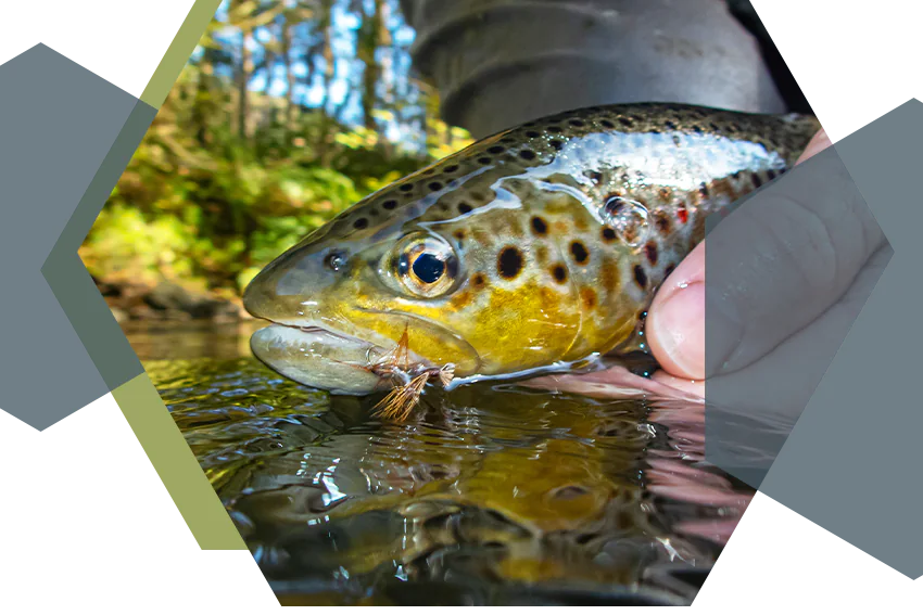 xtreme pyrenea fishing stage guidage peche truite mouche seche pyrenees 64 65