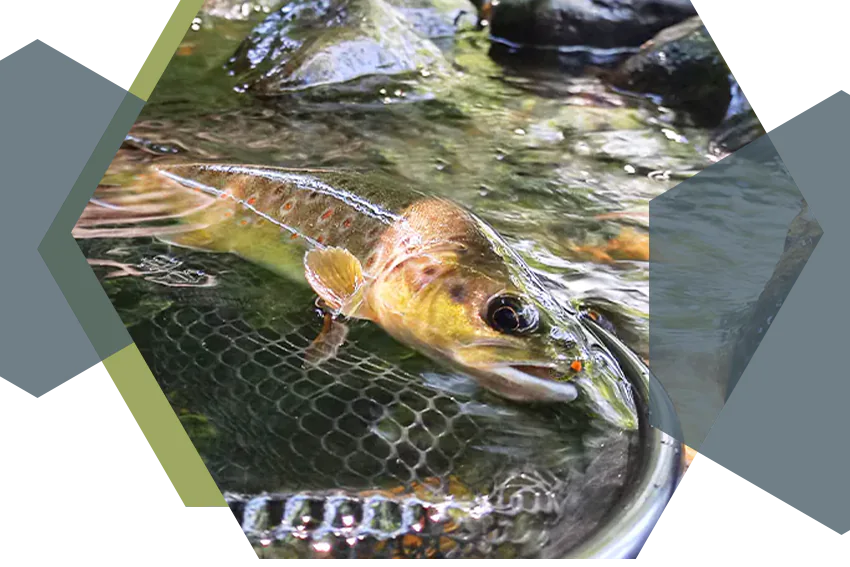 xtreme pyrenea fishing stage guidage peche truite mouche seche pyrenees 64 65